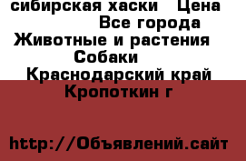 l: сибирская хаски › Цена ­ 10 000 - Все города Животные и растения » Собаки   . Краснодарский край,Кропоткин г.